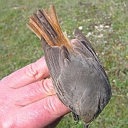 Svart rödstjärt, Sundre 20100515